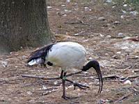 Ibis sacre, Threskiornis aethiopicus (Photo F. Mrugala) (03)